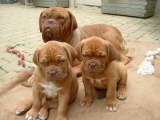 Pups